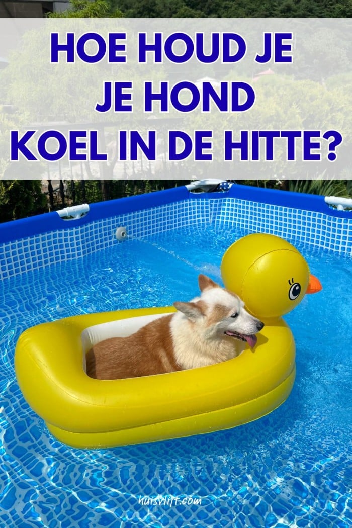 hond koel hitte
