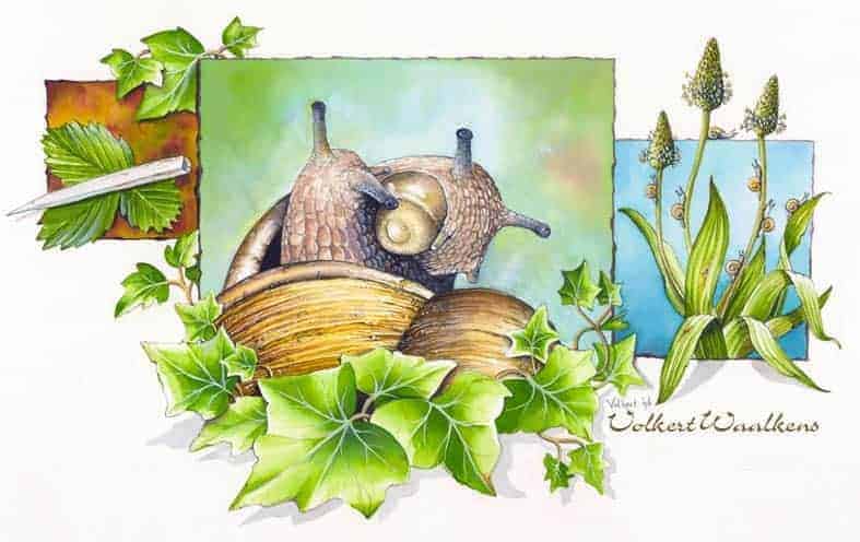 Over mooie illustraties en pensioen 1 volkert