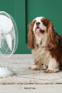 verkoeling hond
