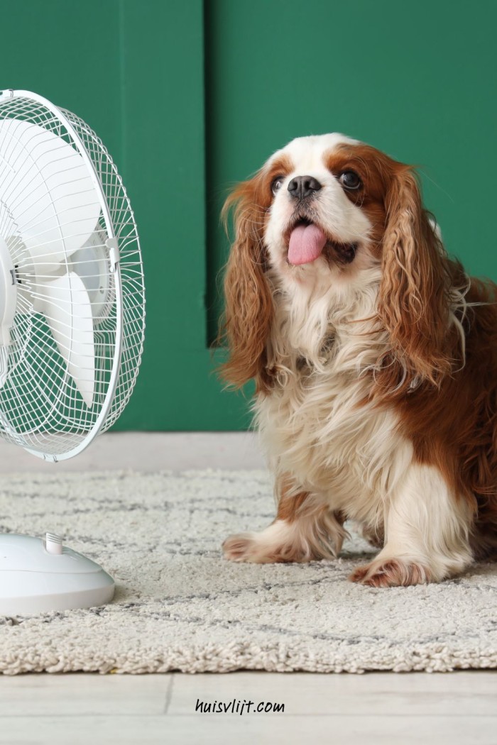 verkoeling hond