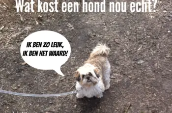 Wat kost een hond nou echt?