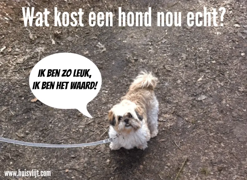 Wat kost een hond nou echt?