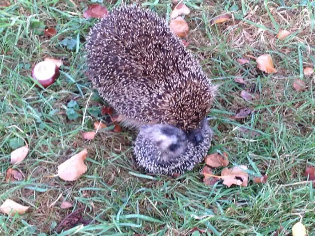 Wat heeft die egel toch in de bek?