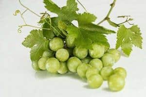 grapes 582207 640