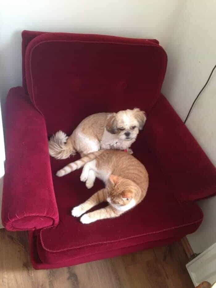 Nieuwe stoel hit onder de huisdieren : )