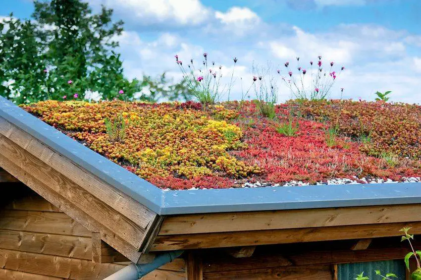 Regenwater: allemaal verplicht aan de regenton? 3 sedum dak