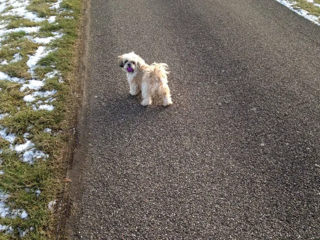 Wandelen met de hond