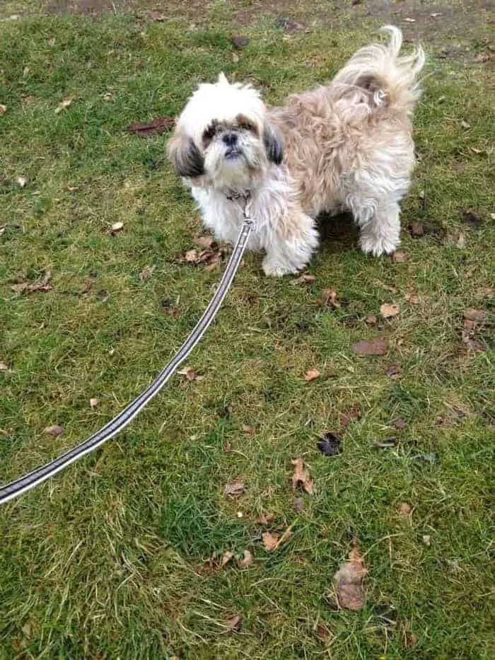 Trixie naar de kapper: met voor en na foto's