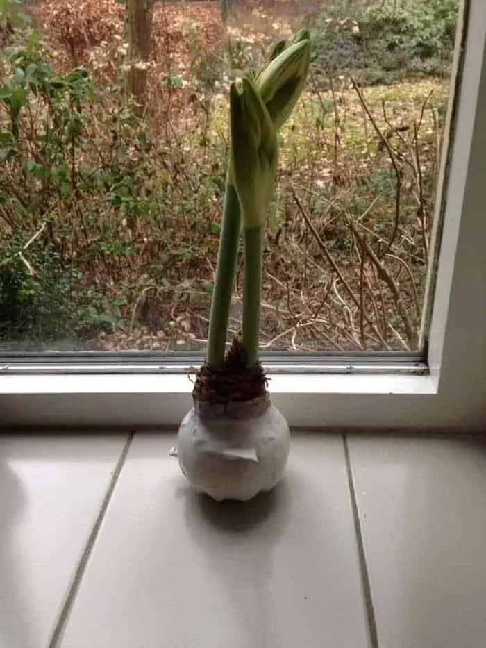 Amaryllis: 5 weken later 1 amaryllus