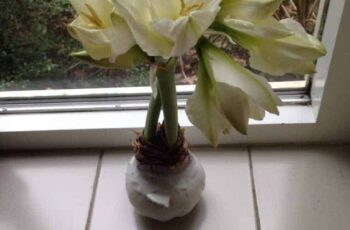 De Amaryllis bloeit : )