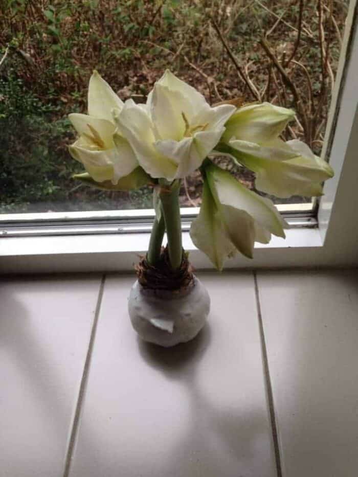 De Amaryllis bloeit : )