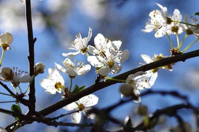 Zin in de lente 5 Zin in de lente