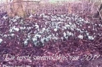 De eerste sneeuwklokjes van 2017