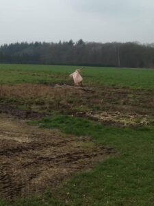 vogelverschrikker