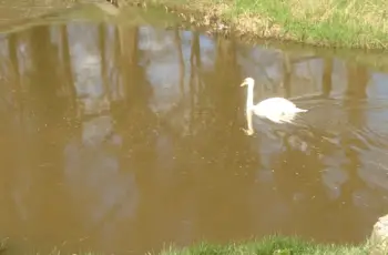 Vrijdagmiddagwandeling met Trixie