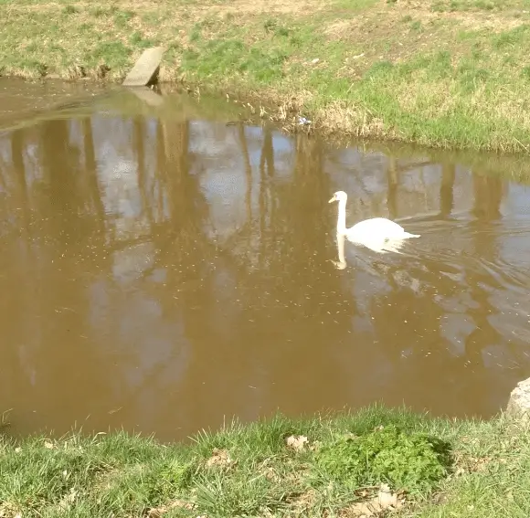 Vrijdagmiddagwandeling met Trixie