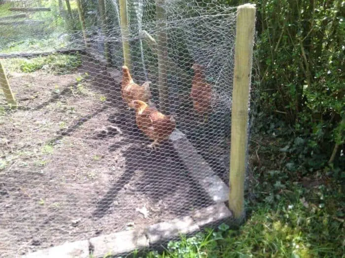 3 nieuwe kippen