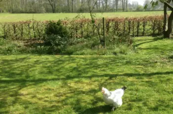 De kip uit laten