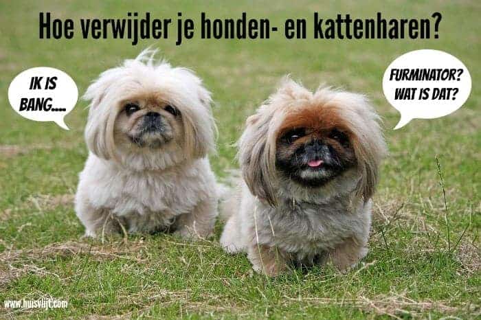 Hoe verwijder je honden- en kattenharen?