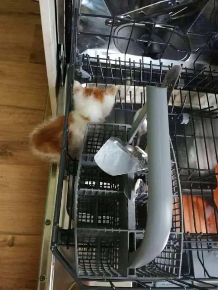 Kitten op ontdekkingstocht