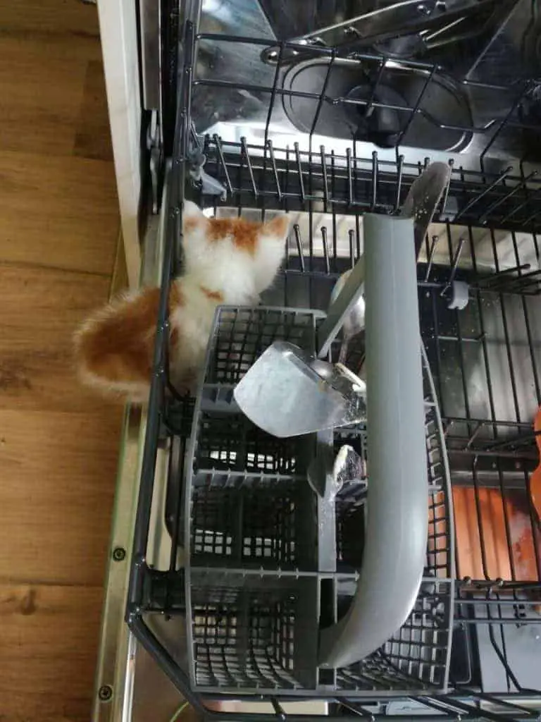 kitten