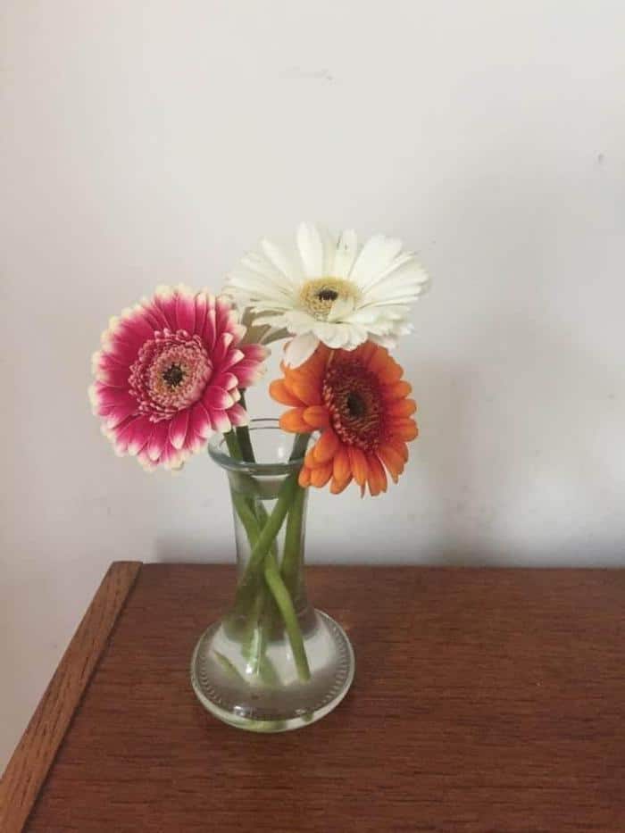 gerbera's