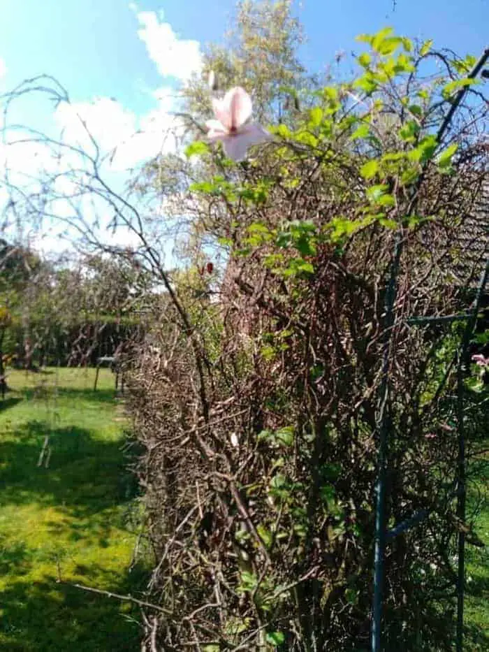 Als de clematis eindelijk bloeit