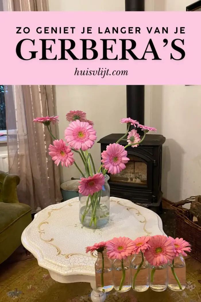 gerbera's