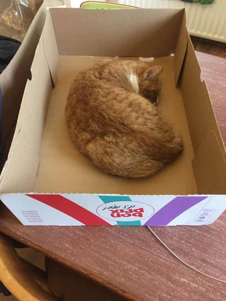 Nieuw bij Bonprix: poes in de nieuwste herfskleur : )