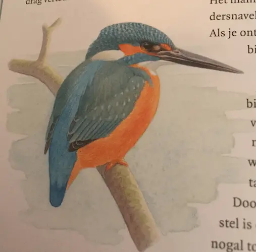 ijsvogel