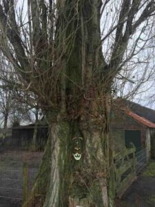 sprookjesboom