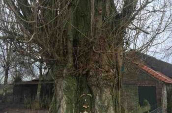 Je hoeft niet naar de Efteling voor een sprookjesboom
