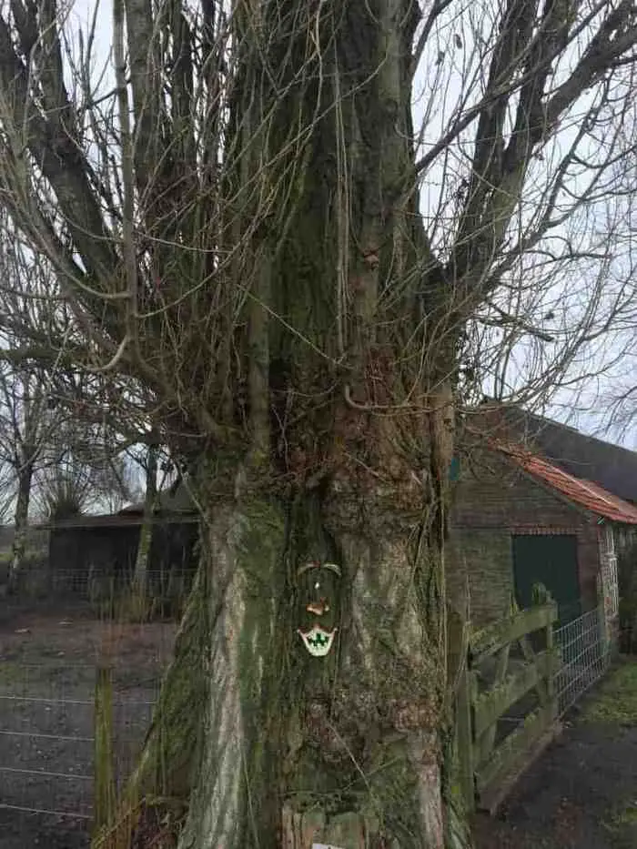 Je hoeft niet naar de Efteling voor een sprookjesboom