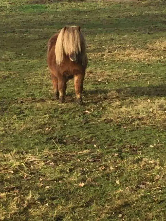 De nieuwste pony mode