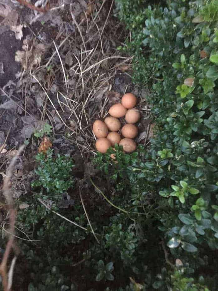 Ik heb de eieren gevonden!