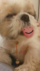 hond