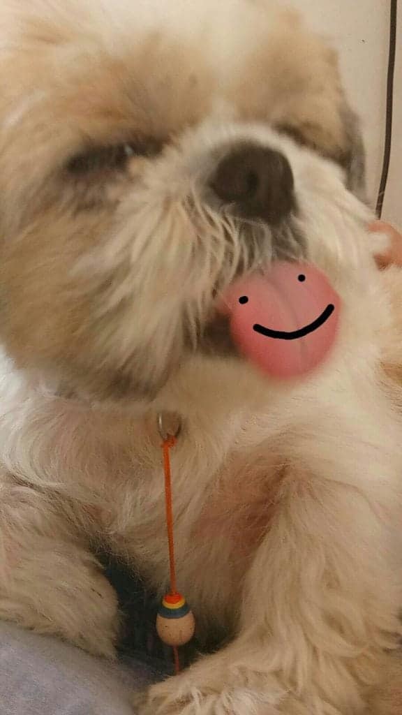 hond