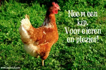 Neem een kip?!