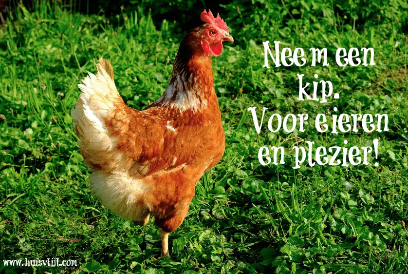 Neem een kip?!