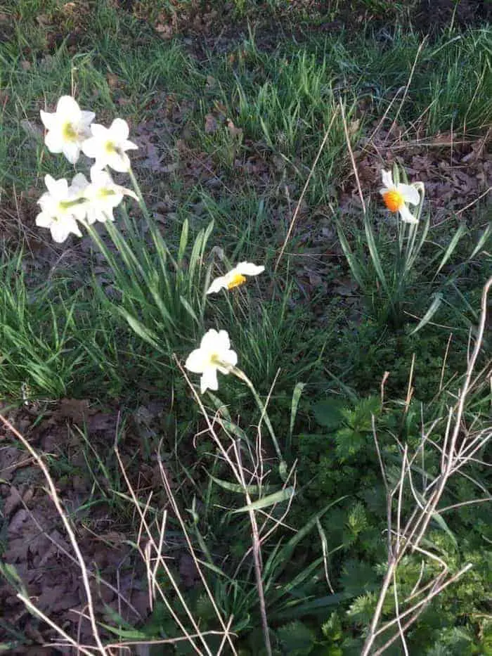 Welke narcis zou jij zijn?