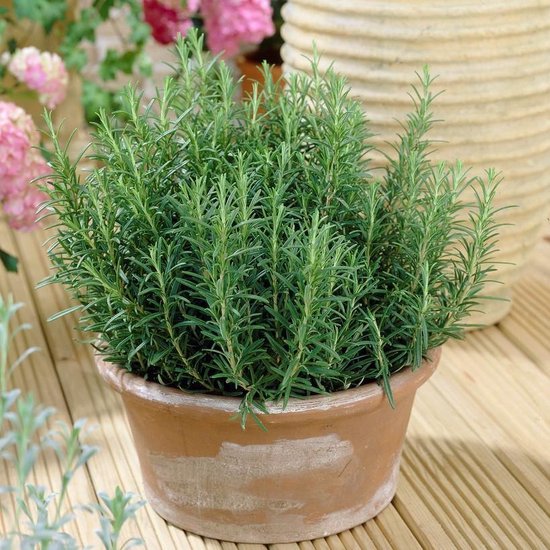 rozemarijn plant bij voordeur