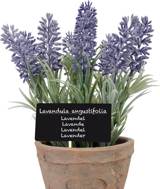 lavendel plant bij voordeur