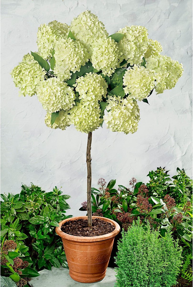 hortensia op stam