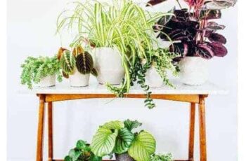 Kamerplanten kiezen
