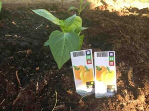 eigen moestuin