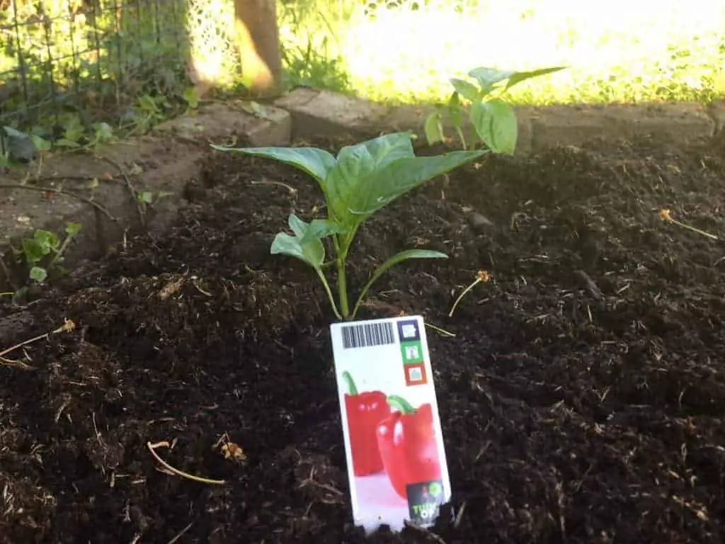 rode paprika planten