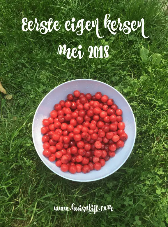 Eerste kersenoogst dit jaar! 3 Eerste kersenoogst dit jaar!