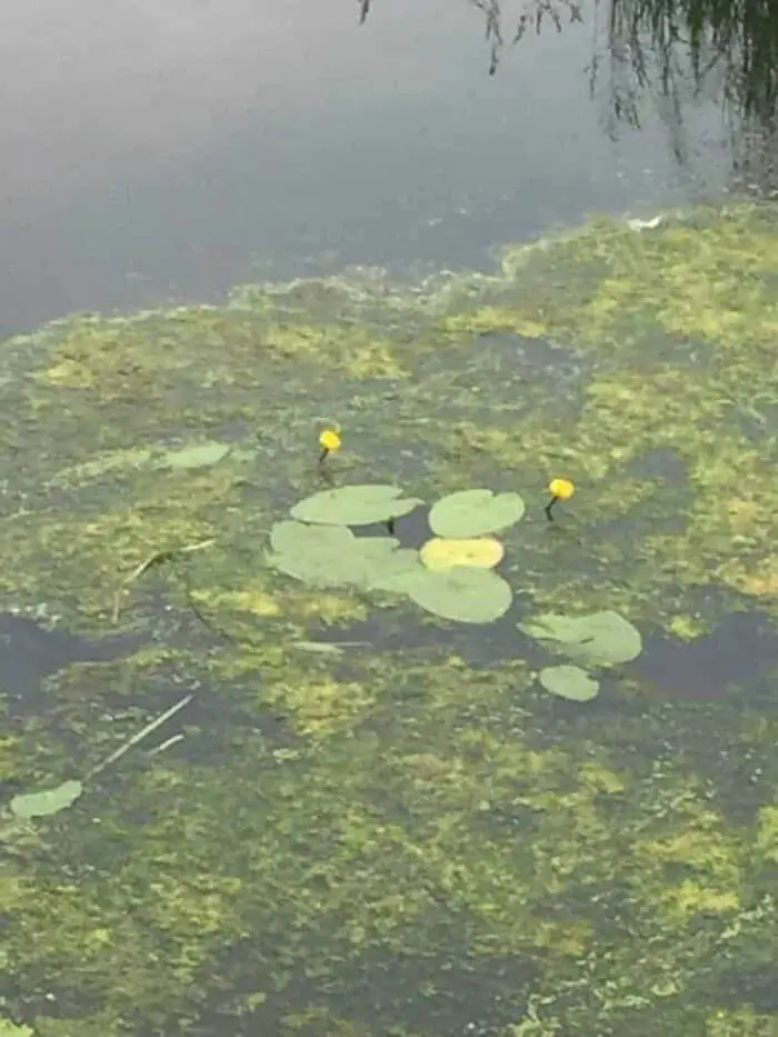 Ceci n’est pas un waterlelie