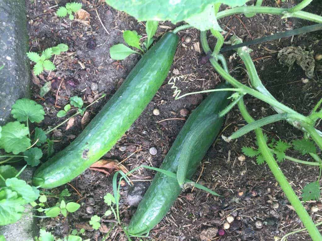 Komkommer uit eigen tuin