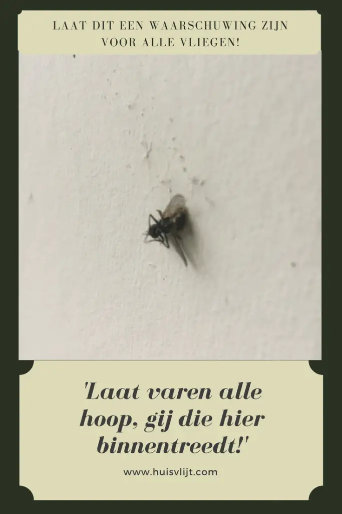 vliegen in huis